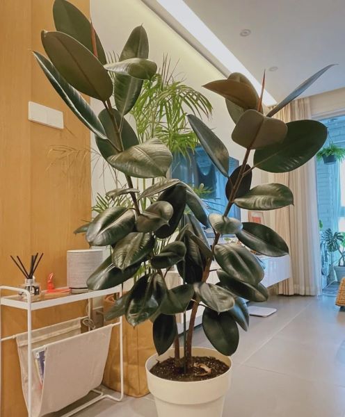 好养的大型绿植有哪些「好养的大型绿植有哪些 室内」_1